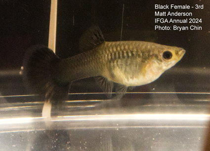 female guppy black